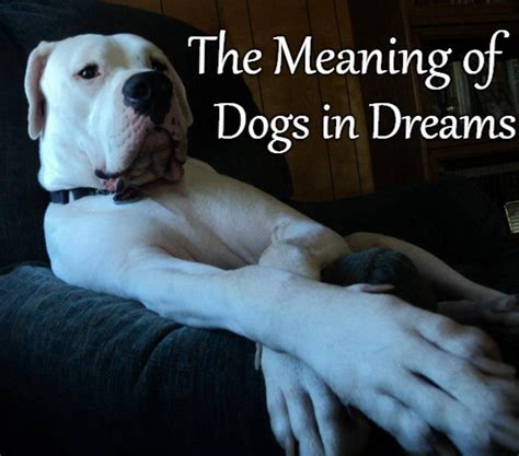 Dog dream – Numbers for dreams.
